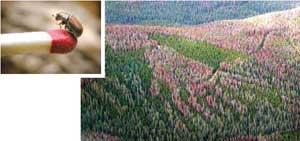 Photograph of mountain pine beetle shows it to be smaller than the tip of a matchstick. A second photograph shows an aerial view of a partially dead forest - some of the evergreen trees are still green, but the majority are reddish grey.